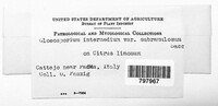 Colletotrichum gloeosporioides image